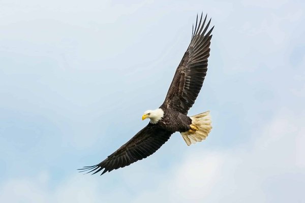 Comment découvrir les traditions de la chasse à l'aigle en Mongolie?