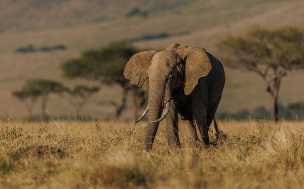 Comment vivre une expérience de safari en Tanzanie à un coût abordable?